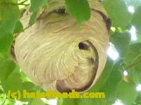 /home//u458753944/public_html/sourcegallery//Insects and small critters/ants bees and wasps (Hymenoptera)/P1020894.JPG